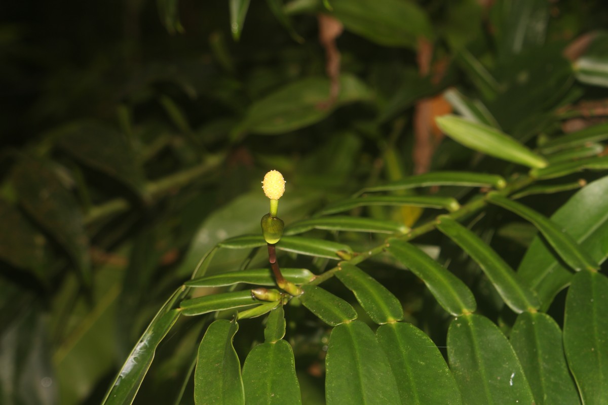 Pothos hookeri Schott
